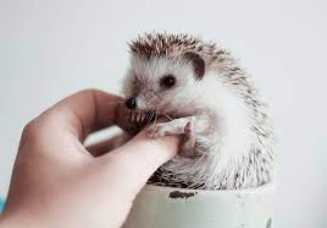 🐾 Voyage avec nos Amis les Animaux : Une Aventure Nature et Découverte 🌿 - Image 7